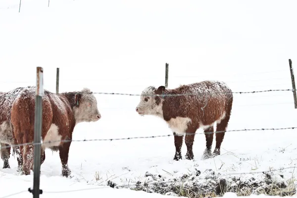 stock image Snow cows