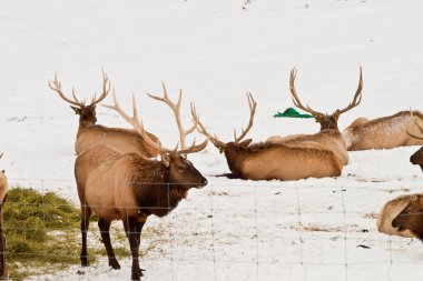Idaho Elk çiftlik, bazı zaten onların boynuzları kaybettik Kış başlangıcı