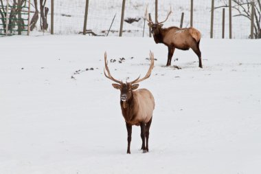 Matur elk standing clipart