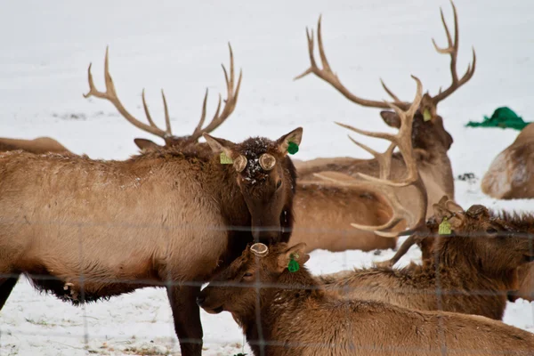 Elk love — Stock Photo, Image