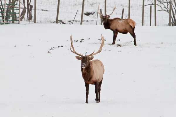 Matur elk standing — Stock Photo, Image