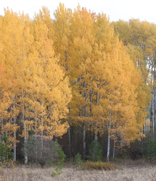 Golden Birch Trees Mid Autumn Idaho — Stock Photo, Image