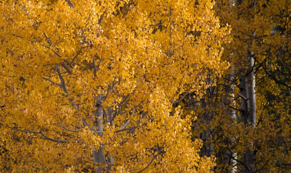 Birch trees in october — Stock Photo, Image
