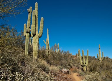 Arizona yükseklik bitki örtüsü, dev saguaro