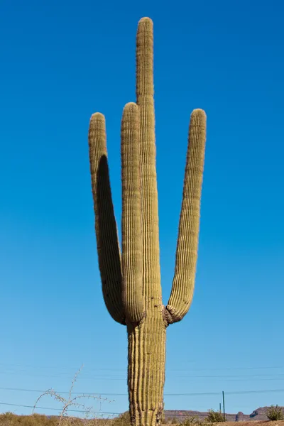 Arizona High Elevation Vegetation Giant Saguaro — Stock Photo, Image