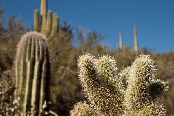 Arizona Nadmořské Výšce Vegetace Obří Saguaro — Stock fotografie