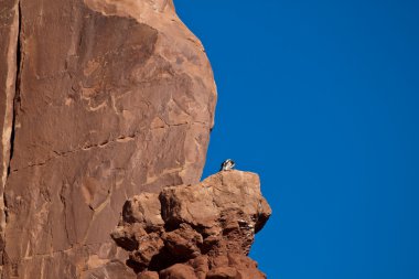 Bird On rock Formations clipart