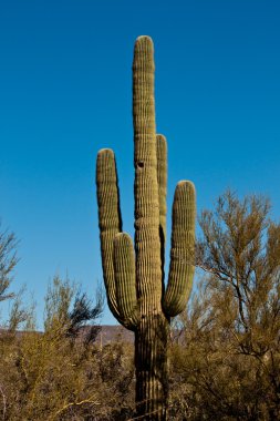 Arizona yükseklik bitki örtüsü, dev saguaro
