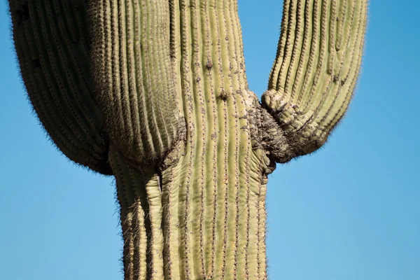 Vysoký kaktus — Stock fotografie