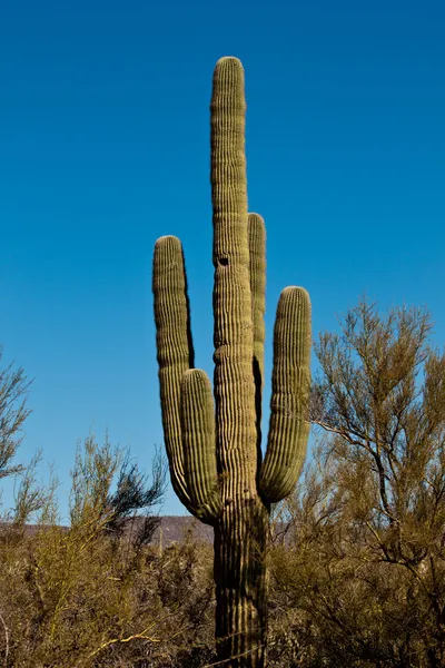 Arizona Nadmořské Výšce Vegetace Obří Saguaro — Stock fotografie