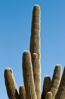 Arizona yükseklik bitki örtüsü, dev saguaro