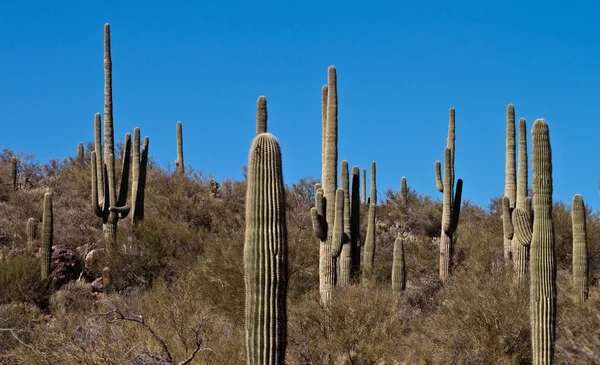 Arizona Yükseklik Bitki Örtüsü Dev Saguaro — Stok fotoğraf