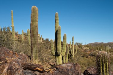 Tall Cactus clipart