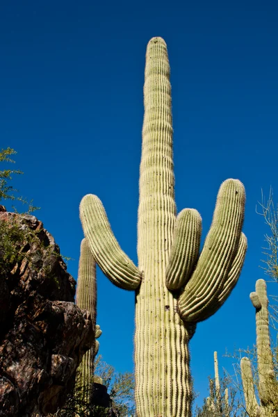 Wysoki kaktus — Zdjęcie stockowe