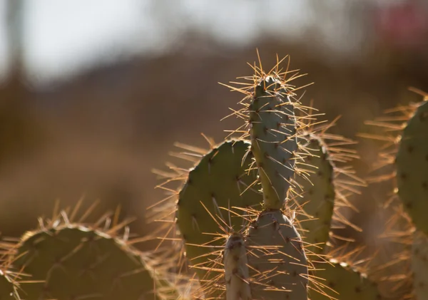 Cactus di fico d'India — Foto Stock