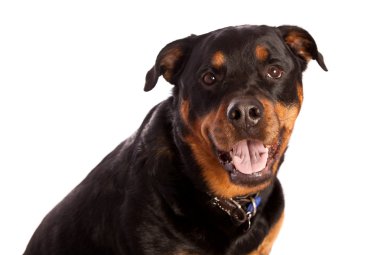 izole dişi rottweiler