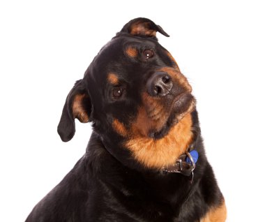 izole dişi rottweiler