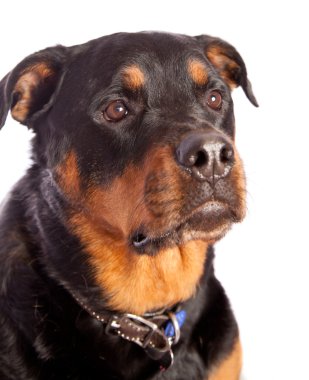 izole dişi rottweiler