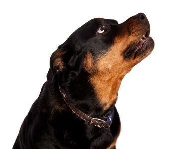 izole dişi rottweiler