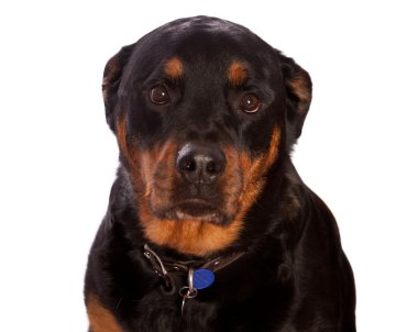 üzgün köpek yavrusu gözler, izole dişi rottweiler