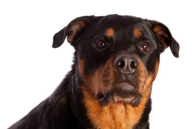 izole dişi rottweiler