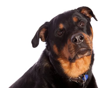 izole dişi rottweiler