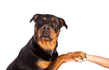 izole dişi rottweiler