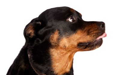 izole dişi rottweiler