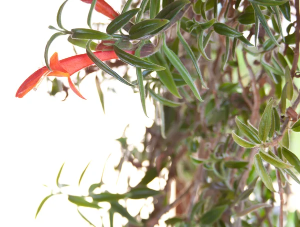 Videira de batom, aeschynanthus lobbianus — Fotografia de Stock