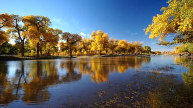 ejina iç mongolia,p.r Çin'in de doğal diversifolia