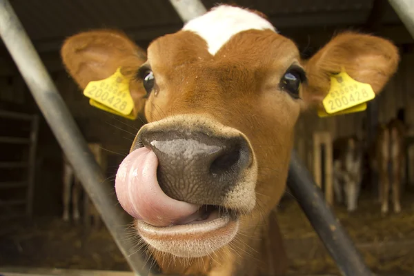 Корова Джерси — стоковое фото