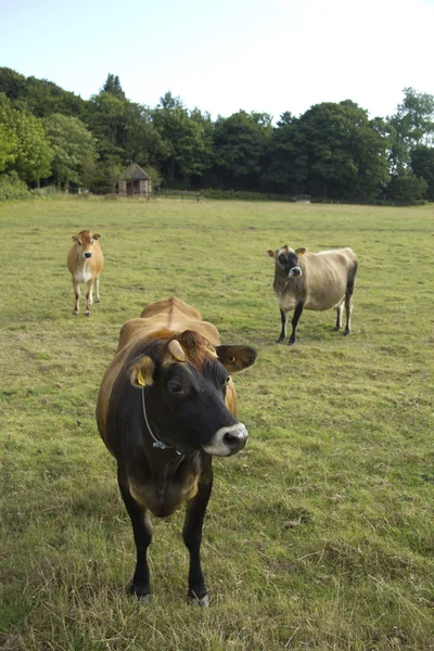 ジャージー牛のトリオ — ストック写真