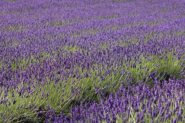 stock image Lavender landscape