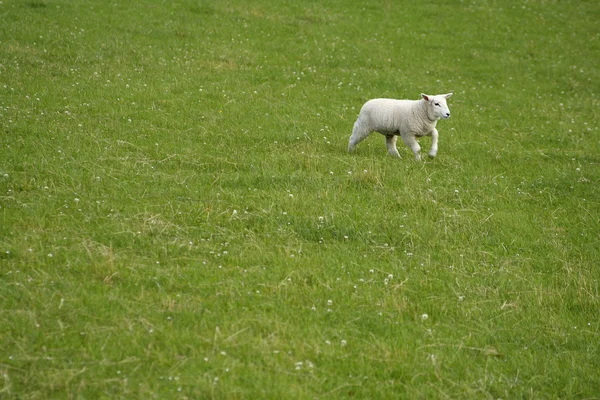 Lamb (prostor pro text) — Stock fotografie