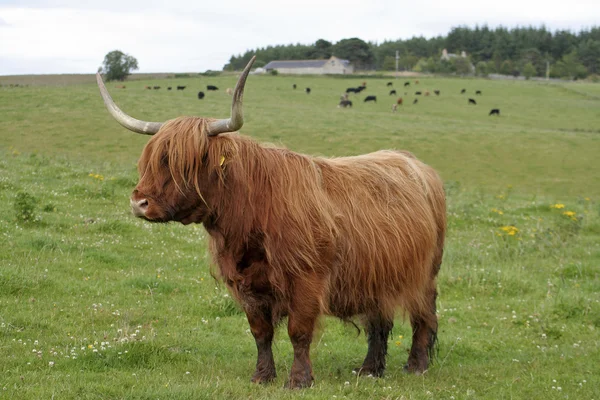 Highland tehén — Stock Fotó