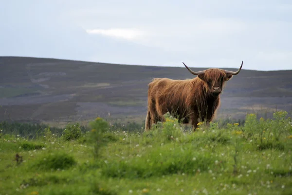 Vaca escocesa lanuda — Foto de Stock