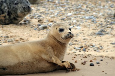 Young seal clipart