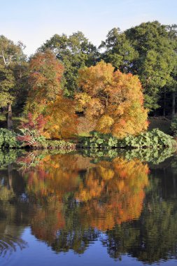 Golden autumn leaves clipart