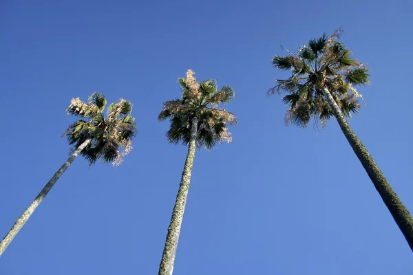 stock image Three palms