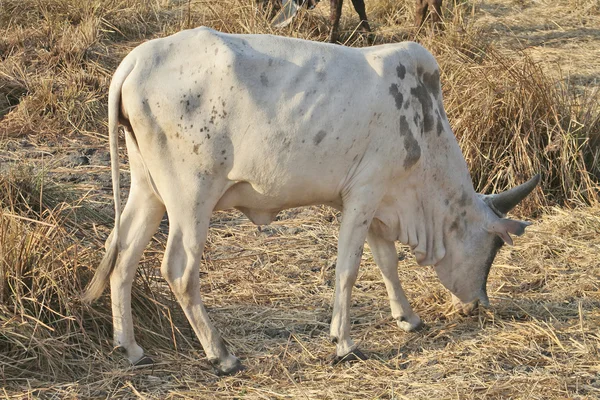 Vaca africana — Fotografia de Stock
