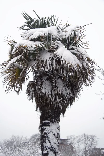 Horké strom, chladné počasí — Stock fotografie