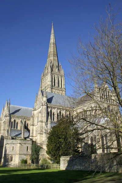 Kathedrale von Salisbury und Bäume — Stockfoto