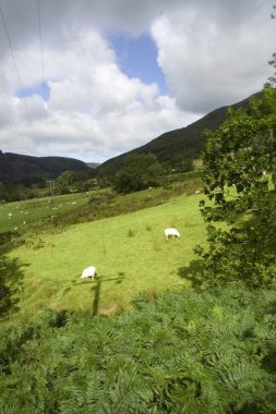 Sheep in green fields clipart