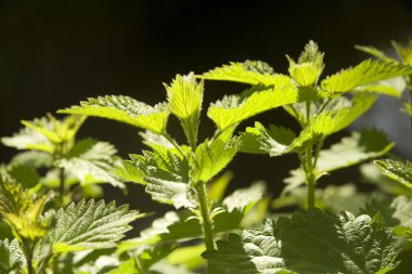 Nettles güneş ışığı