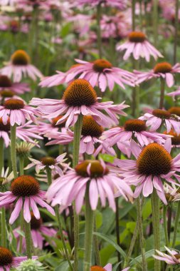 Echinacea clipart