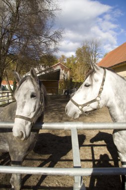 Lipizzaners