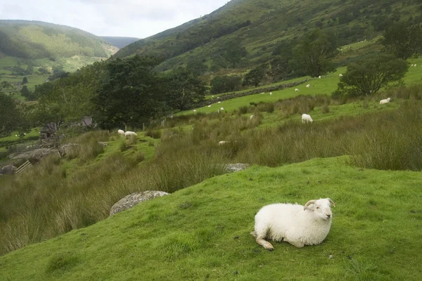 Owce w snowdonia — Zdjęcie stockowe