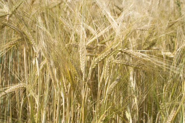 Barley background — Stock Photo, Image
