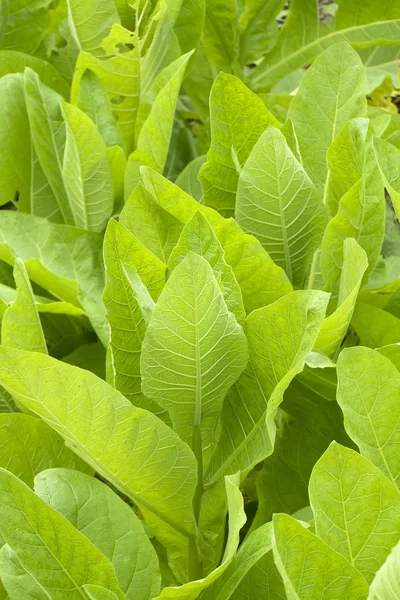 stock image Green leaves