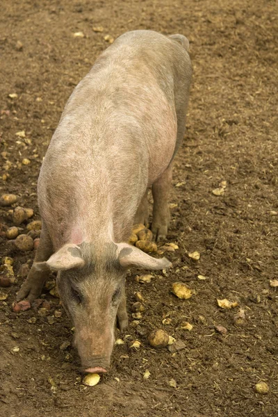 Granja Cerdo Snuffles Alimentación Con Espacio Para Copia —  Fotos de Stock